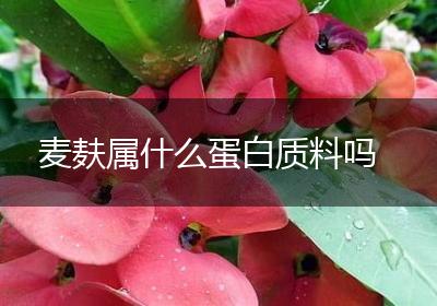 麦麸属什么蛋白质料吗