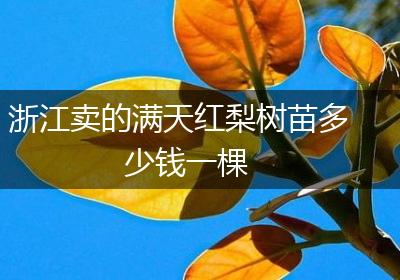 浙江卖的满天红梨树苗多少钱一棵