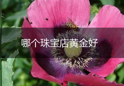 哪个珠宝店黄金好