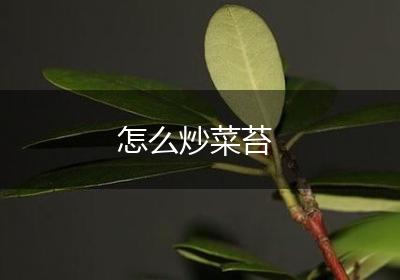 怎么炒菜苔
