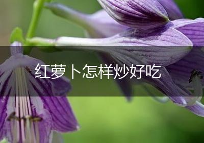 红萝卜怎样炒好吃
