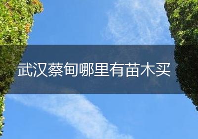 武汉蔡甸哪里有苗木买