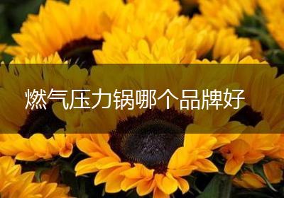 燃气压力锅哪个品牌好