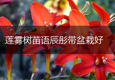 莲雾树苗语辰彤带盆栽好