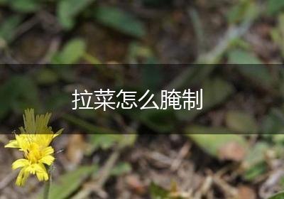 拉菜怎么腌制