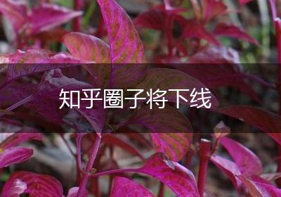 知乎圈子将下线