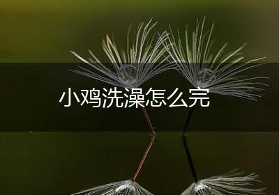 小鸡洗澡怎么完