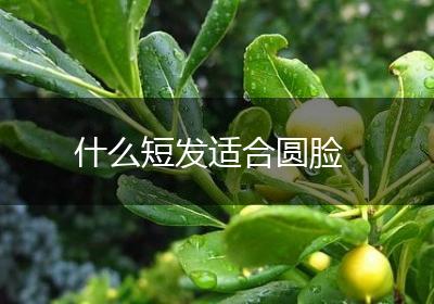 什么短发适合圆脸