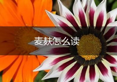 麦麸怎么读
