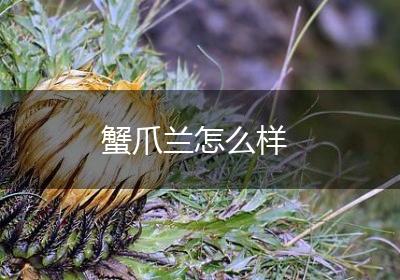 蟹爪兰怎么样