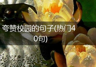 夸赞校园的句子(热门40句)