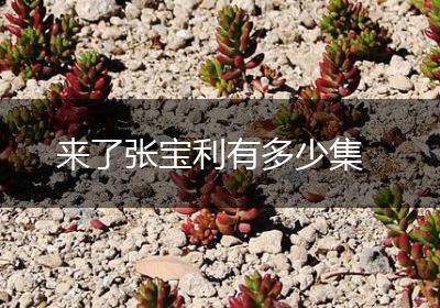 来了张宝利有多少集