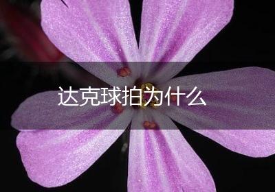 达克球拍为什么