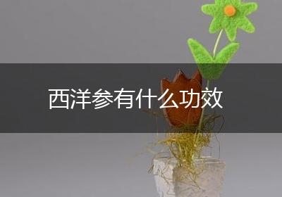 西洋参有什么功效