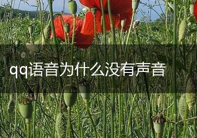 qq语音为什么没有声音
