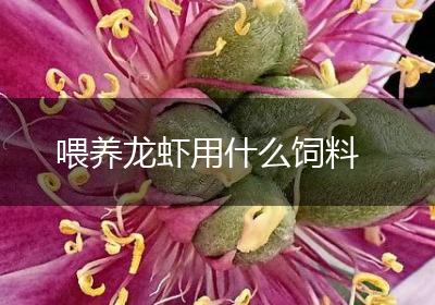 喂养龙虾用什么饲料