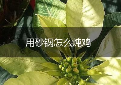 用砂锅怎么炖鸡