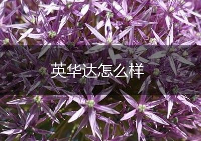 英华达怎么样