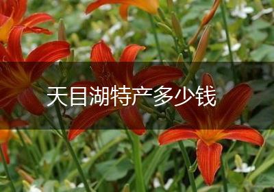 天目湖特产多少钱