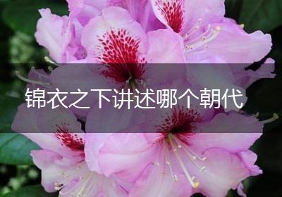 锦衣之下讲述哪个朝代