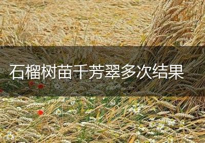 石榴树苗千芳翠多次结果