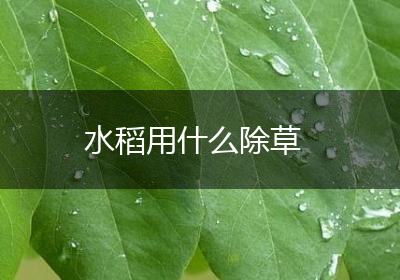 水稻用什么除草