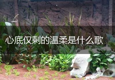 心底仅剩的温柔是什么歌