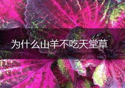 为什么山羊不吃天堂草