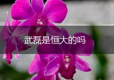 武磊是恒大的吗