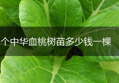 个中华血桃树苗多少钱一棵