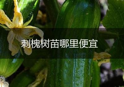 刺槐树苗哪里便宜