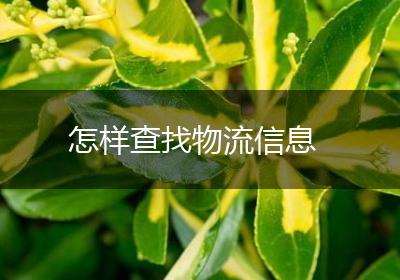 怎样查找物流信息