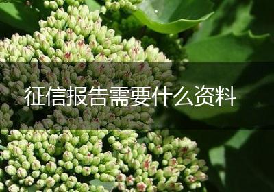 征信报告需要什么资料