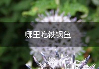 哪里吃铁锅鱼