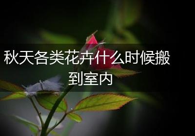 秋天各类花卉什么时候搬到室内