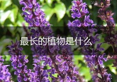 最长的植物是什么