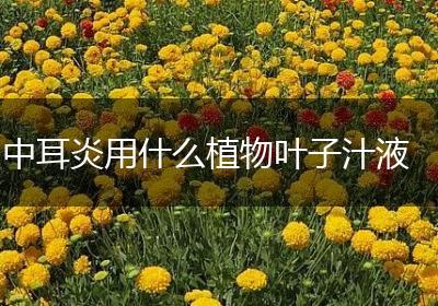 中耳炎用什么植物叶子汁液