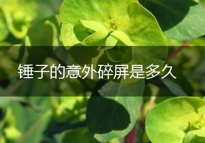 锤子的意外碎屏是多久
