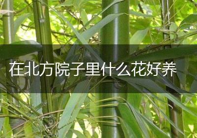 在北方院子里什么花好养