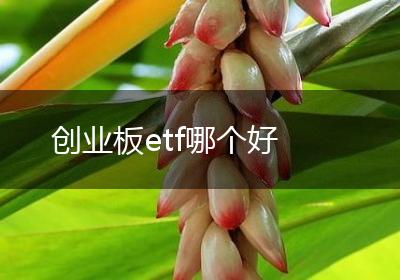 创业板etf哪个好