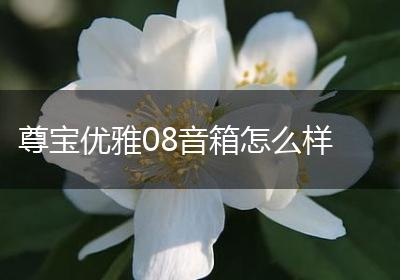 尊宝优雅08音箱怎么样