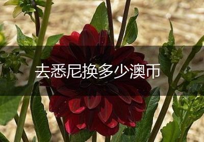 去悉尼换多少澳币