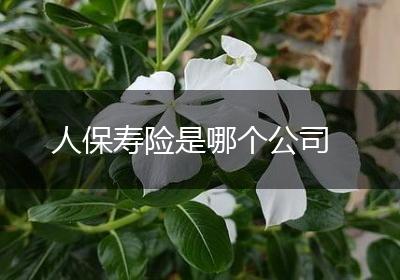 人保寿险是哪个公司