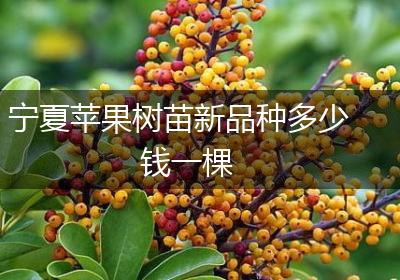 宁夏苹果树苗新品种多少钱一棵