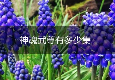 神魂武尊有多少集