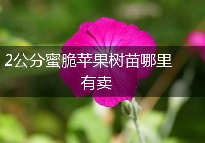 2公分蜜脆苹果树苗哪里有卖