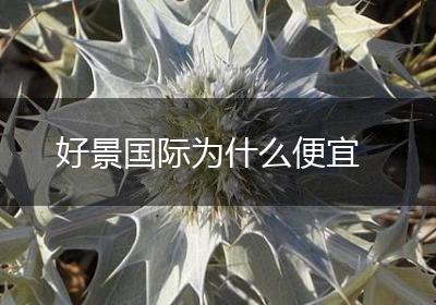 好景国际为什么便宜