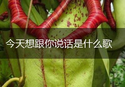今天想跟你说话是什么歌