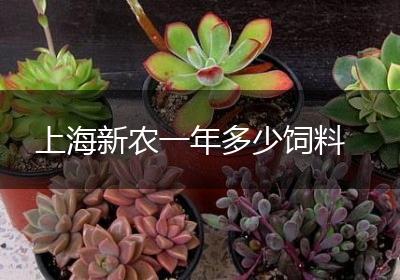上海新农一年多少饲料