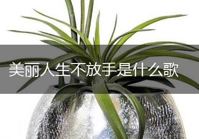 美丽人生不放手是什么歌